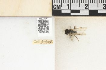 Media type: image;   Entomology 771443 Aspect: Labels